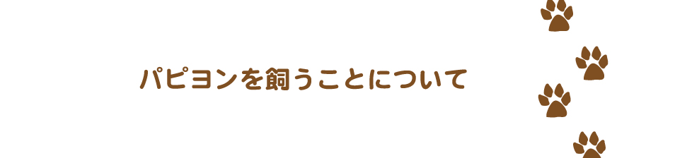 パピヨンを飼うことについて