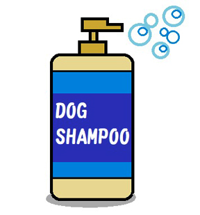 犬のシャンプー