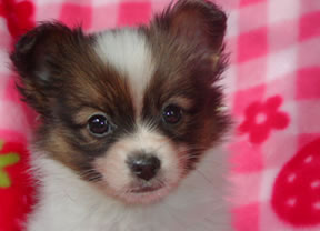 気品のあるパピヨン