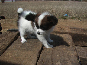 子犬に学ばせる